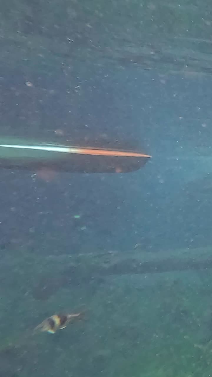 kayak deslizándose sobre el vibrante ecosistema submarino