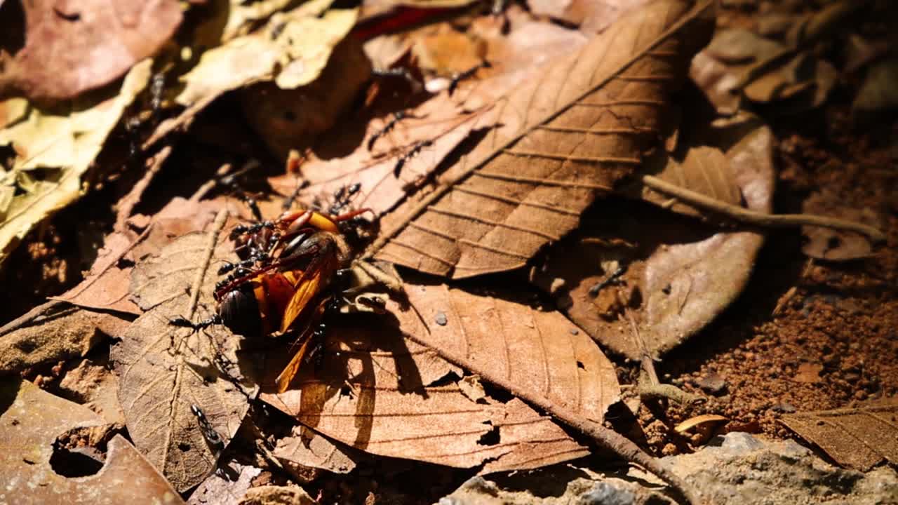 hormiga que transporta fragmentos de hojas en el hábitat natural
