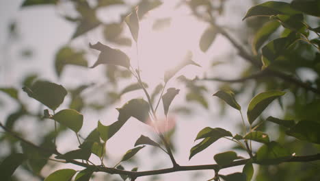 close up of tree branches with leaves swaying gently in wind as sunlight filters through the foliage, casting soft dappled light and shadows