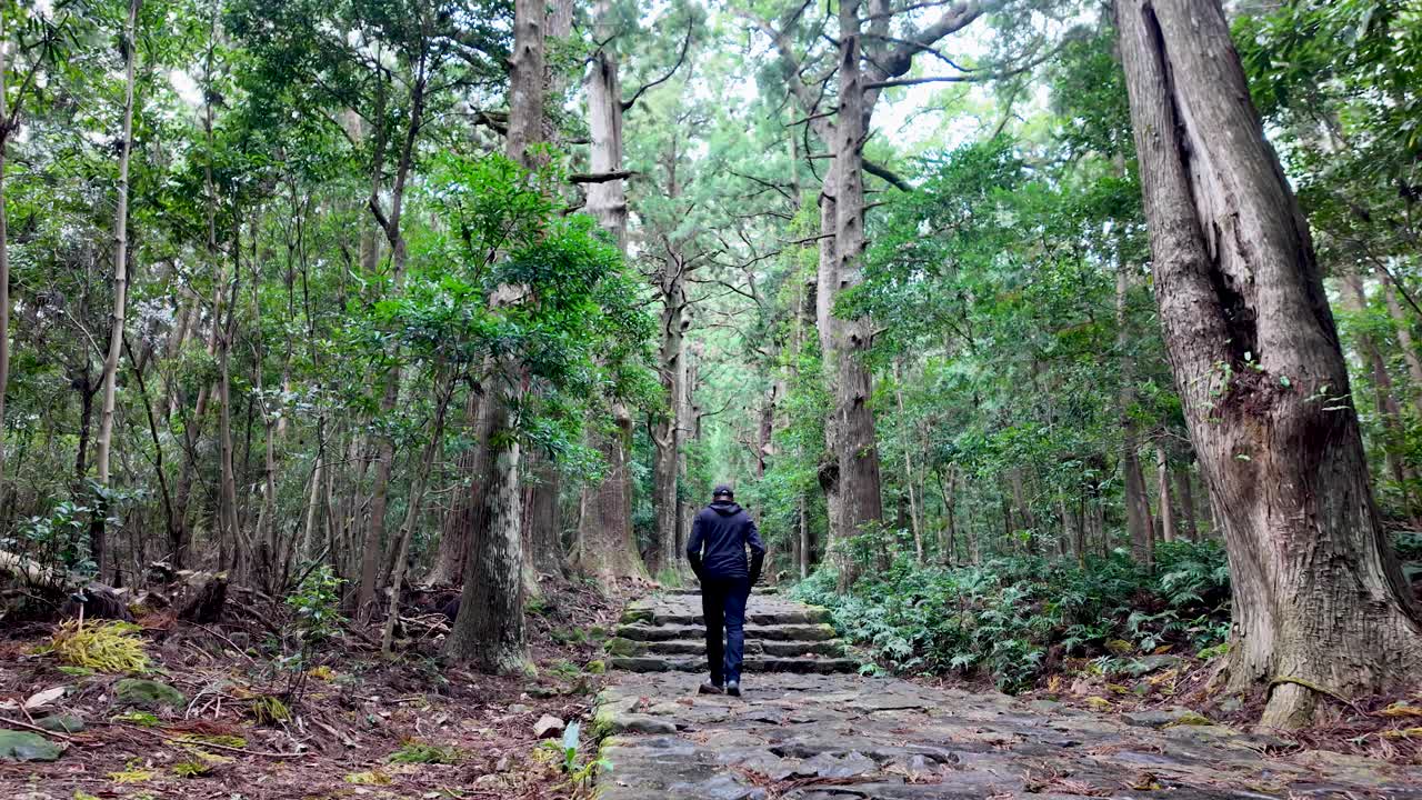 Tourist walking on a stone path through a green forest in Japan, exploring the Kumano Kodo pilgrimage route