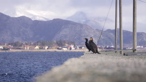 Cormoranes-En-Un-Puerto-Disfrutando-De-Hermosos-Paisajes