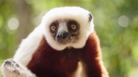 Primer-Plano-De-Un-Lémur-Sifaka