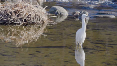 Seidenreiher-Vogelfütterung-In-Feuchtgebieten---Reflexion-Im-Stehenden-Wasser