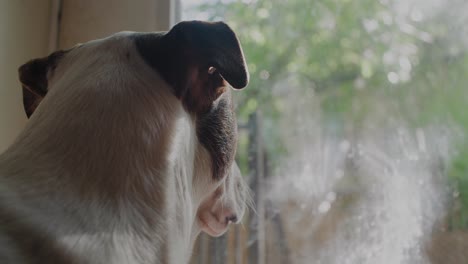 Perro-Mira-Por-La-Ventana