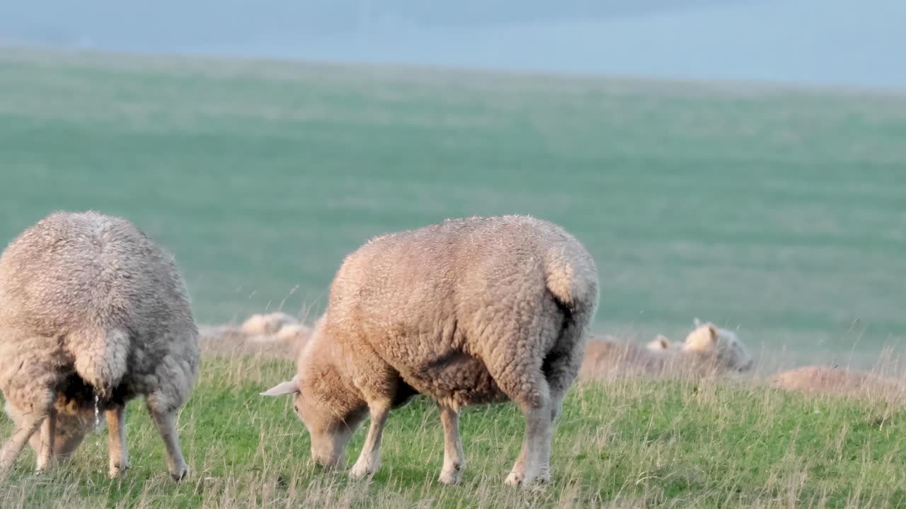 잔디 에서 평화롭게 먹이를 먹는 양 들