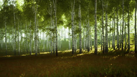 primavera en el bosque de abedules