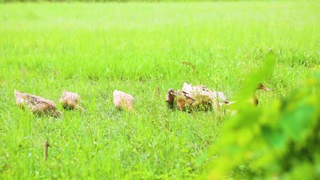 Group-of-Young-Desi-Native-Ducks-Walking-Across-Grass-Field,-Pan