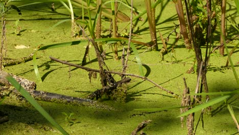 Female-red-winged-blackbird-hopping-around-on-an-algae-covered-pond