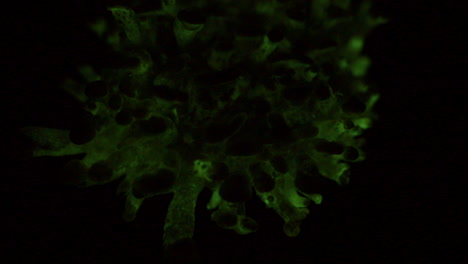 the bioluminescent fungus, panellus stipticus glows in the dark