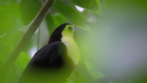 Close-up-of-Chestnut-Mandibled-toucan-bird-perched-on-branch-framed-in-between-lush-leaves,-bokeh