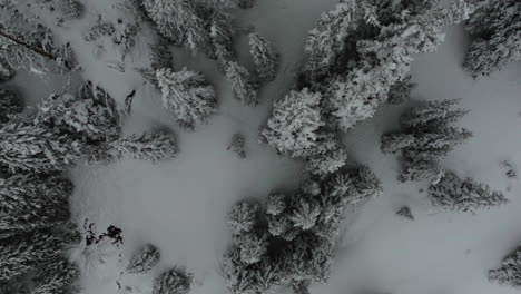 Filmische-Luftaufnahmen-Colorado-Winterwunderland-Frühling-Tief-Mit-Pulverschnee-Bedeckte-Kiefern-Loveland-Skigebiet-Eisenhower-Tunnel-Coon-Hill-Backcountry-I70-Kontinentalscheide-Rocky-Mountains-Langsames-Kreisen