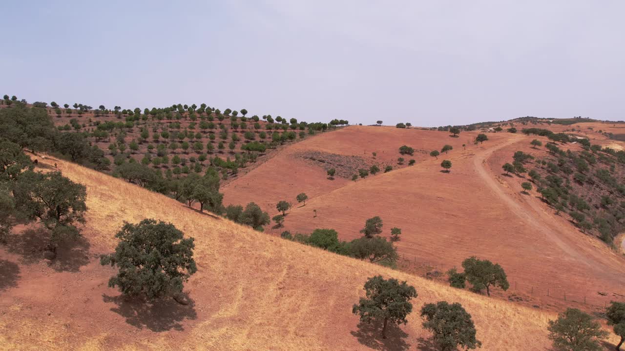 Drone che sorvola una piantagione di alberi allineati verso la valle, Paesaggio dell'Alentejo