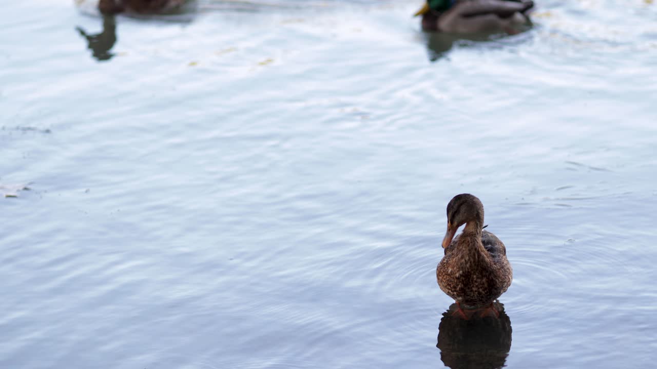 Anatre su uno stagno nuotano nell'acqua e puliscono le loro piume.