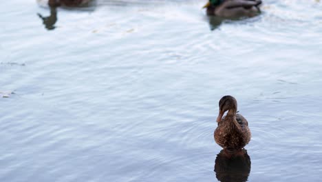 ducks on the pond swim in the water, clean their feathers