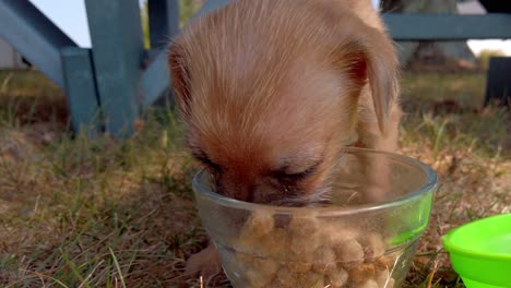 close up of a cute adorable puppy eating food by a park bench on a fall day