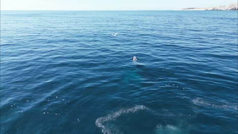 Humpback-whale-comes-out-to-breathe-in-still-sea