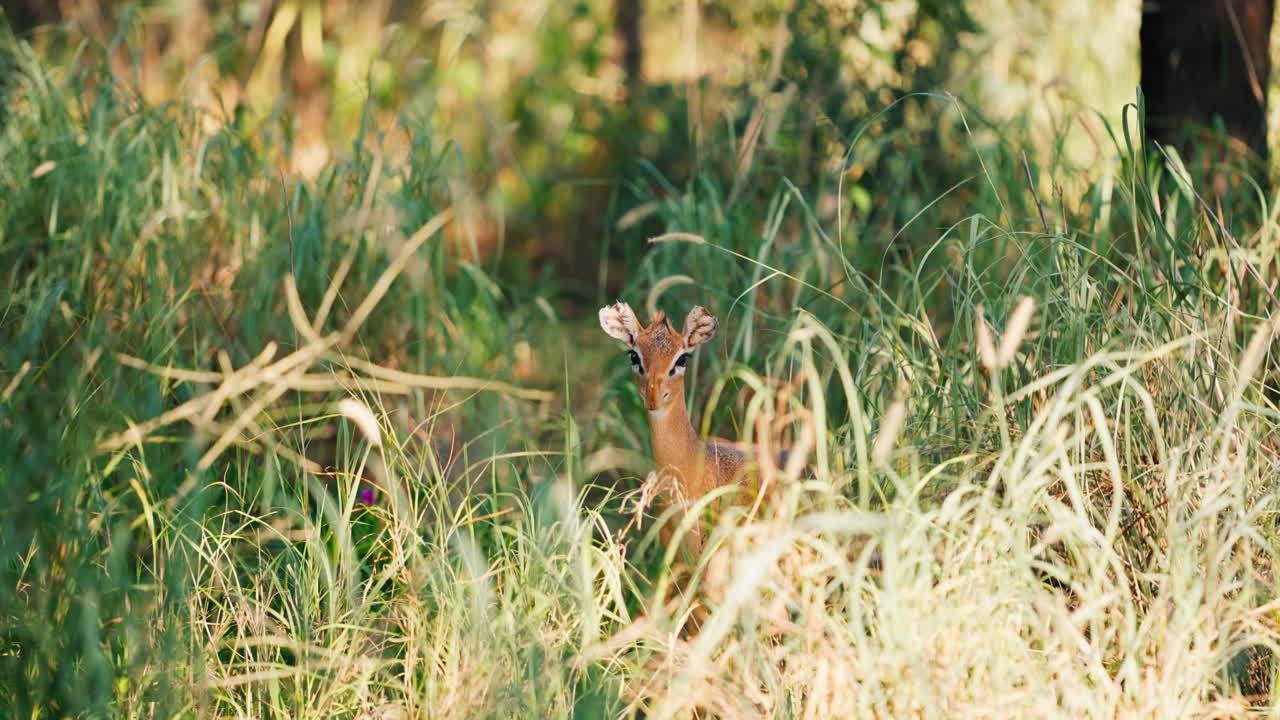 Baby Antelope in Grass