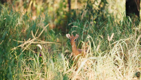 baby antelope in grass