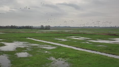 aerial slow motion shot of a large flock of birds flying over a soggy green field on a cloudy day