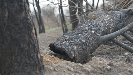 Person-Walking-Through-A-Burned-Forest-In-El-Pont-de-Vilomara,-Spain---high-angle