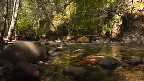 Un-Río-Tranquilo-En-Medio-Del-Bosque