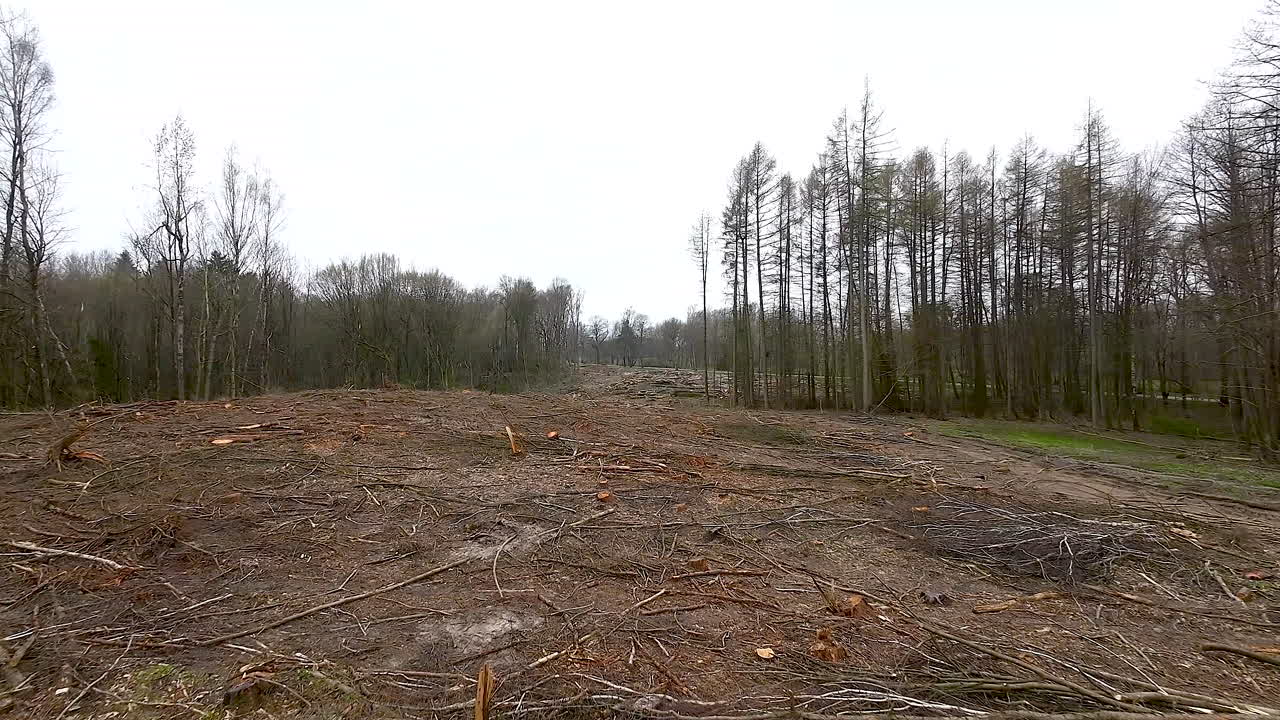 Deforestation in Poland
