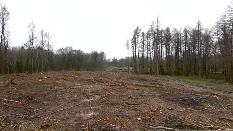 Deforestation-in-Poland