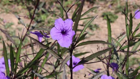 purple flower with bees