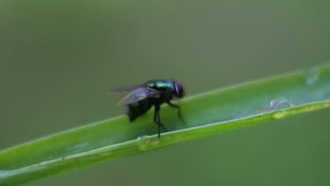 una mosca en la hoja de la planta