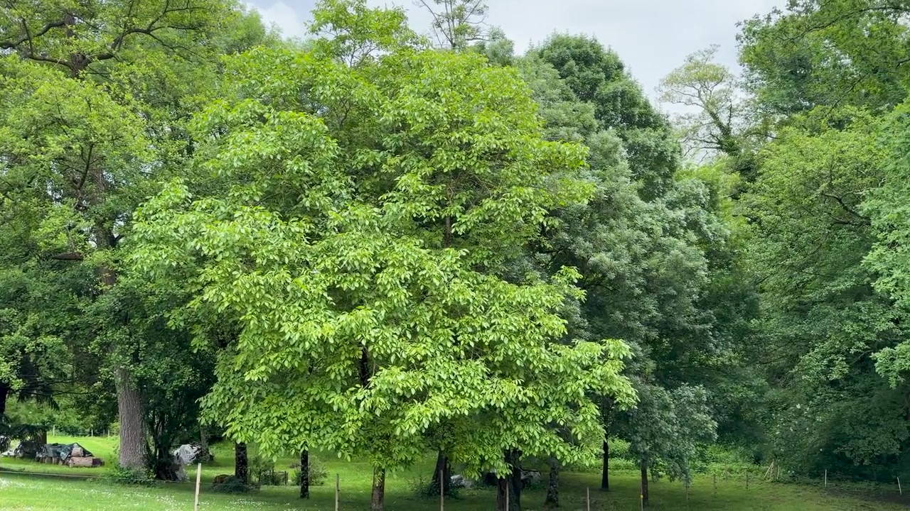 Un lent panoramique sur un feuillage estival d'un vert éclatant et une forêt dense dans la campagne française.