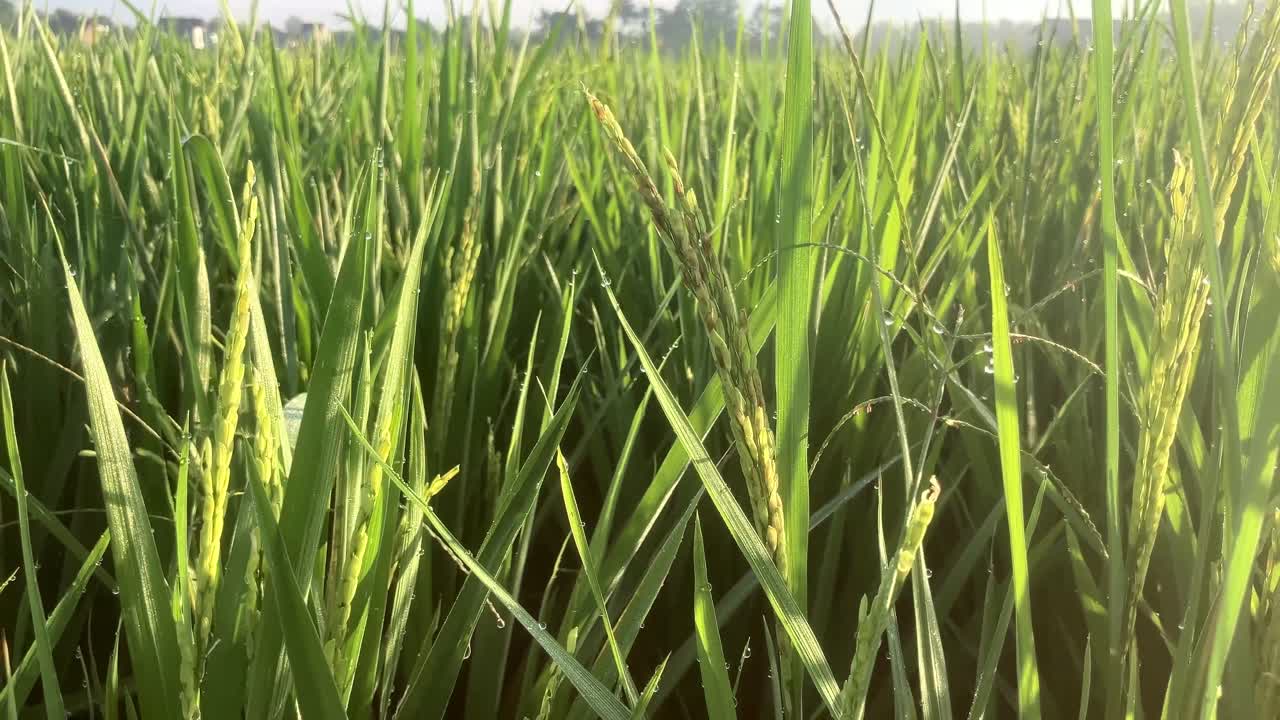 Ripresa in 4K con inclinazione verso l'alto di piante di riso verdi fresche e biologiche alla luce del mattino.