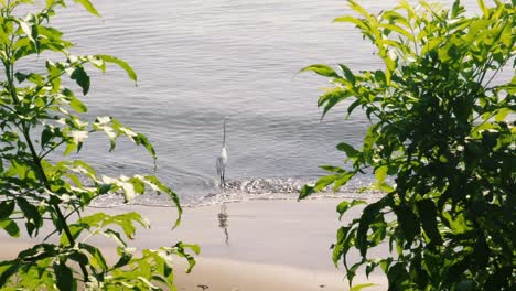 a shot looking through a leafy opening onto a great egret bird as it stands in the shallow waters of the panama canal looking for food, beautiful sights from the amador causeway boulevard, panama city