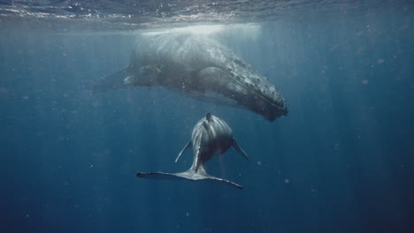 Wunderschöne-Unterwasseraufnahmen-Eines-Buckelwalbabys,-Das-Auf-Seine-Mutter-Zuschwimmt-Und-Dabei-Sein-Einzigartiges-Pigmentmuster-Auf-Der-Unterseite-Seines-Schwanzes-Enthüllt