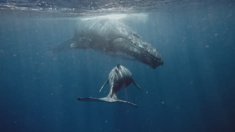 beautiful underwater footage of a baby humpback whale swimming up towards mom revealing its unique pigmentation pattern on the underside of its tail