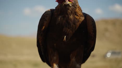 eagle eating meat out of hand - slow motion