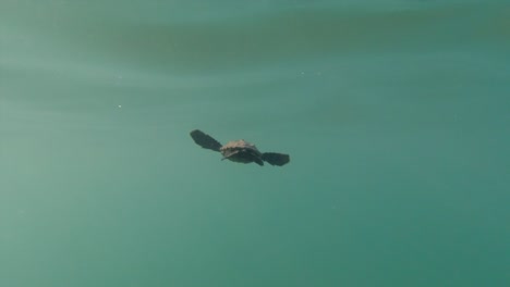 Underwater view as a baby Loggerhead turtle swims out to sea for the first time