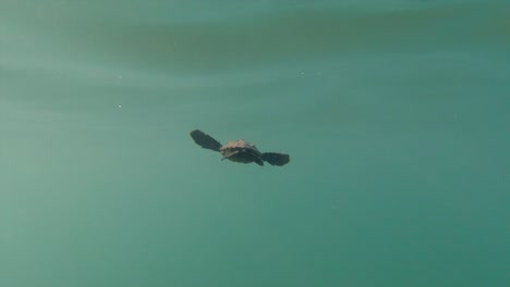 underwater view as a baby loggerhead turtle swims out to sea for the first time