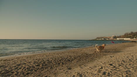una pareja joven junto con su perro juega con un juguete rojo: el tipo lanza el juguete y el perro lo trae de vuelta a la playa soleada por la mañana