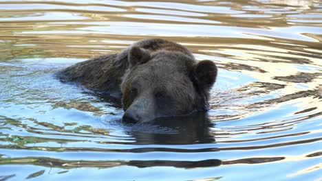 brown bear swimming in the river and looking around