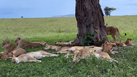 pride of maasai lions (panthera leo massaicus) resting in the shade under a tree in serengeti national park. tanzania.