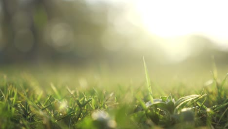 abstract blurred out of focus and blurred green leaf nature background under sunlight with bokeh and copy space using as background natural plants landscape, ecology concept.