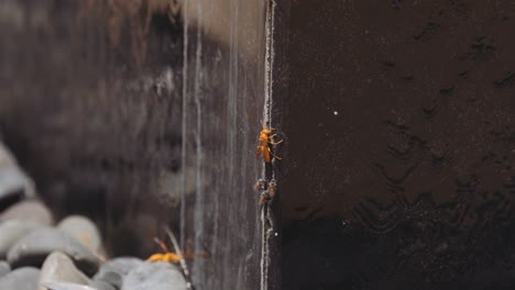 Gelbe-Papierwespe-Und-Bienen,-Die-Salz-Vom-Wasserfall-Fressen---Nahaufnahme