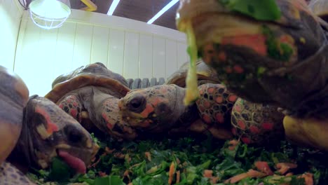 tortoises eating salad together closeup sanctuary