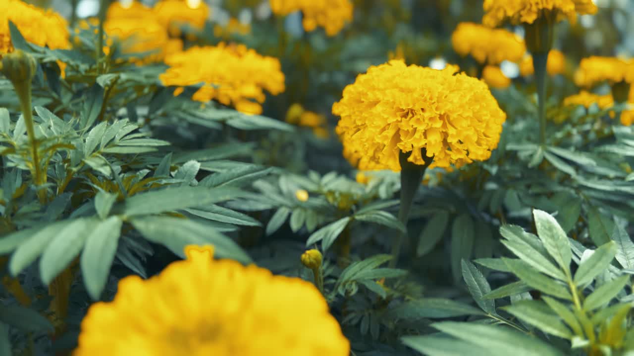 정원에서 활기찬 노란색 마리골드