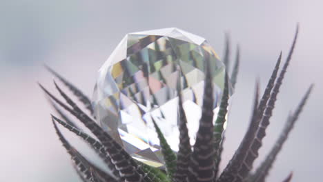 macro close up tilt of a crystal on a succulent