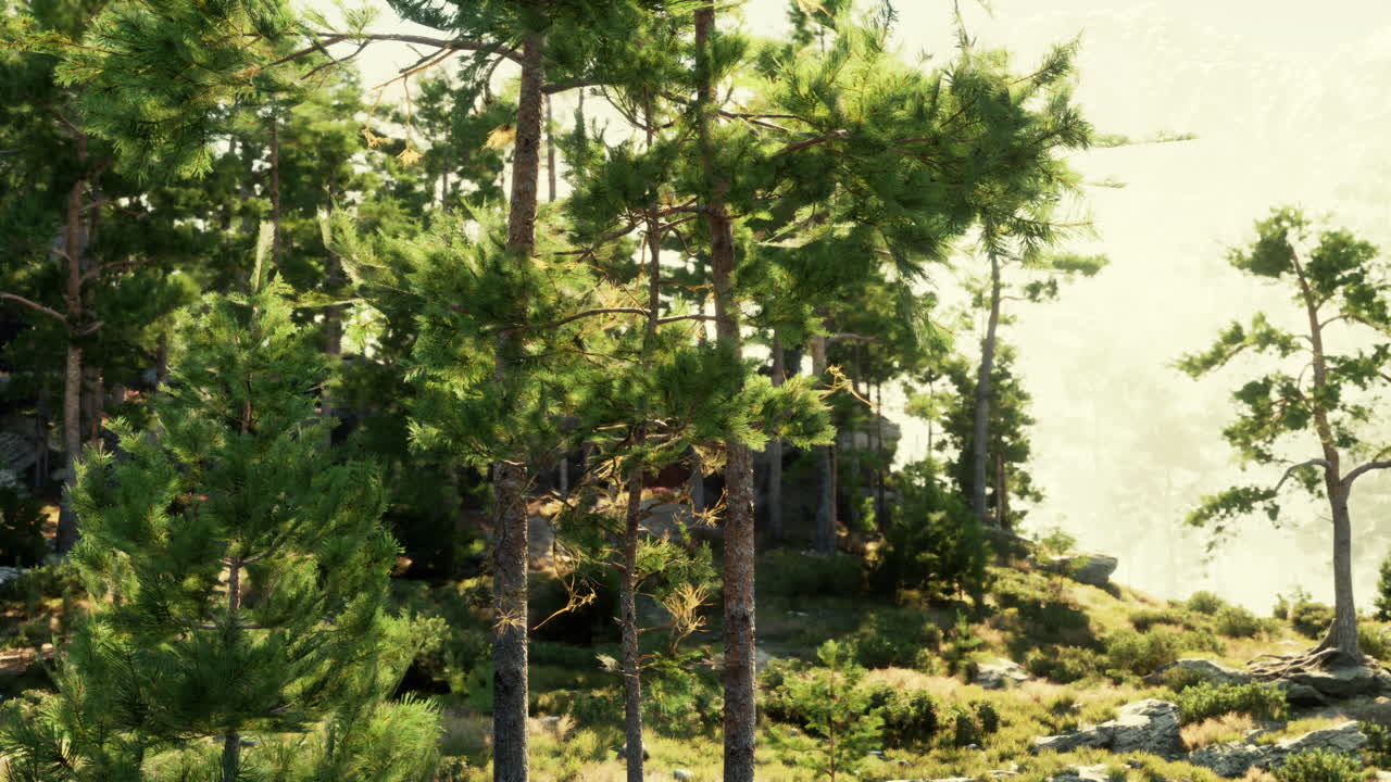 소나무 숲 풍경