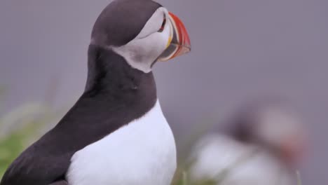 Gorgeous-Atlantic-puffin-on-close-up-looking-around-and-moving-his-colorful-beak