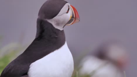 un magnífico papagaio atlántico de cerca mirando a su alrededor y moviendo su colorido pico