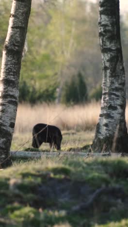 bear in a forest