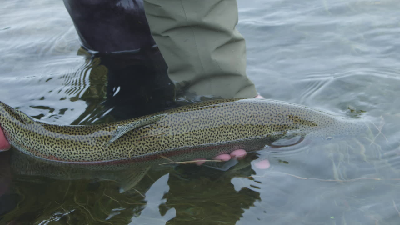 Un pescatore a mosca rilascia una grande trota iridea selvatica nel fiume.